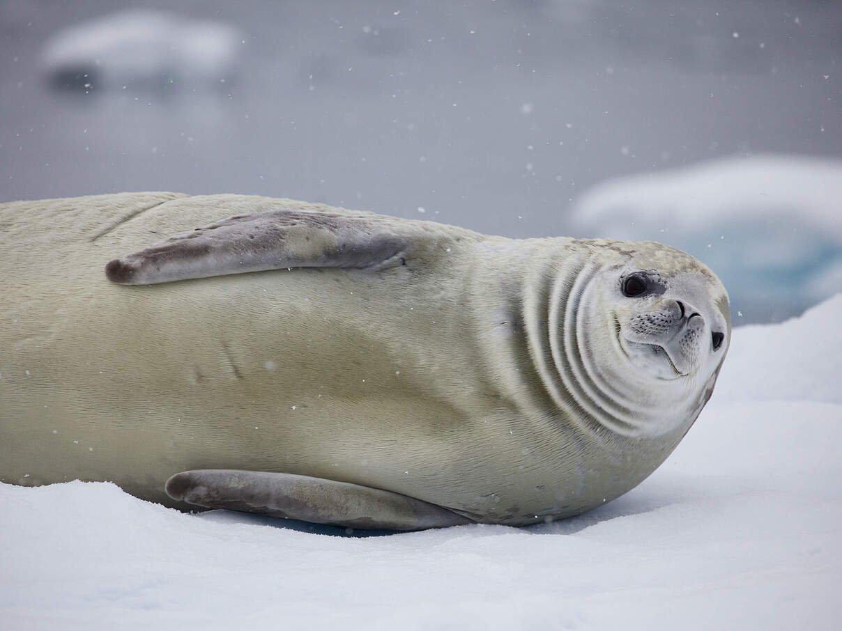Weddellrobbe auf dem Eis