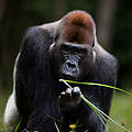 Westlicher Flachlandgorilla © naturepl.com / Anup Shah / WWF