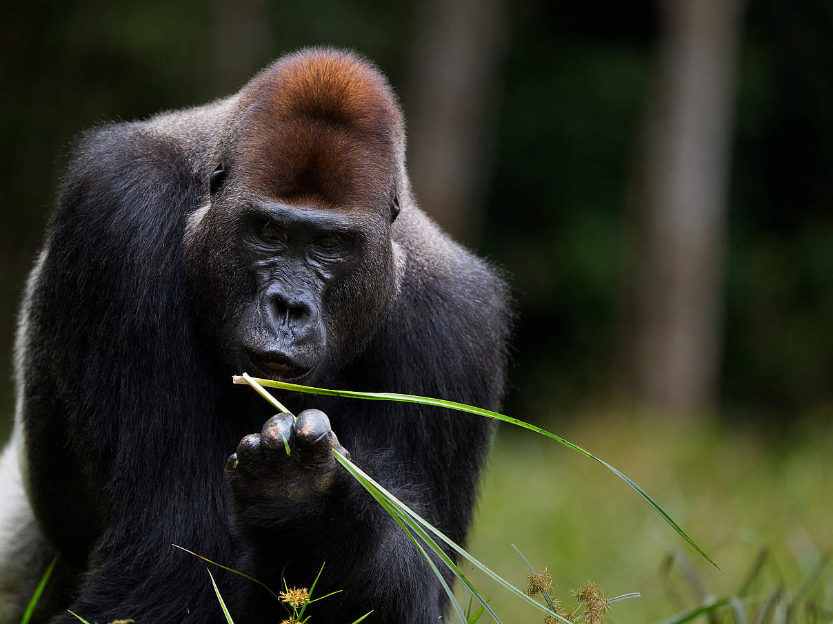 Westlicher Flachlandgorilla © naturepl.com / Anup Shah / WWF