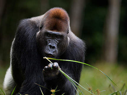 Westlicher Flachlandgorilla © naturepl.com / Anup Shah / WWF