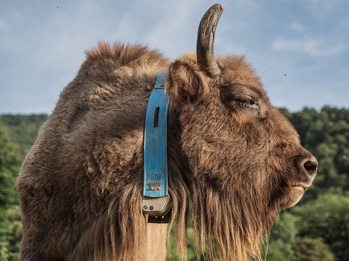 Ein Wisent mit GPS-Halsband im Auswilderungsgehege in Aserbaidschan © Rustam Maharramov / WWF