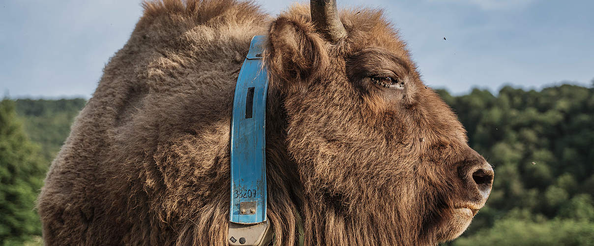 Ein Wisent mit GPS-Halsband im Auswilderungsgehege in Aserbaidschan © Rustam Maharramov / WWF
