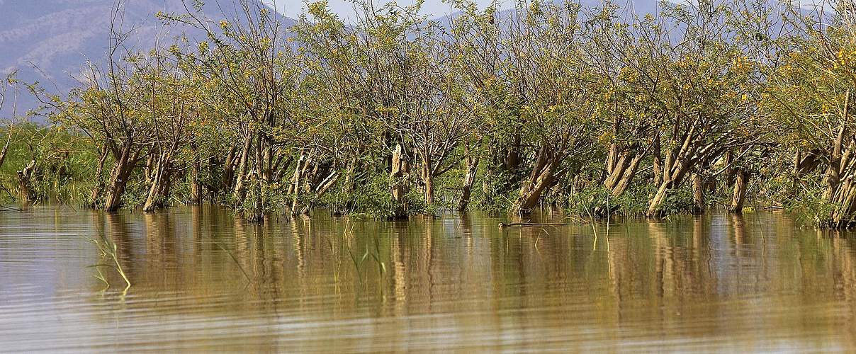 Das Holz der Balsabäume, hier in Kenia, lässt sich extrem leicht verarbeiten © IMAGO imagebroker