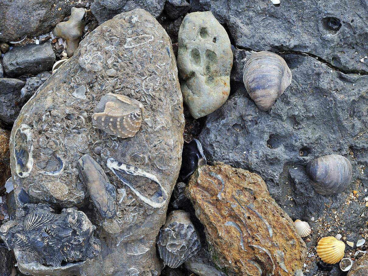 Fossile Muschelschalen