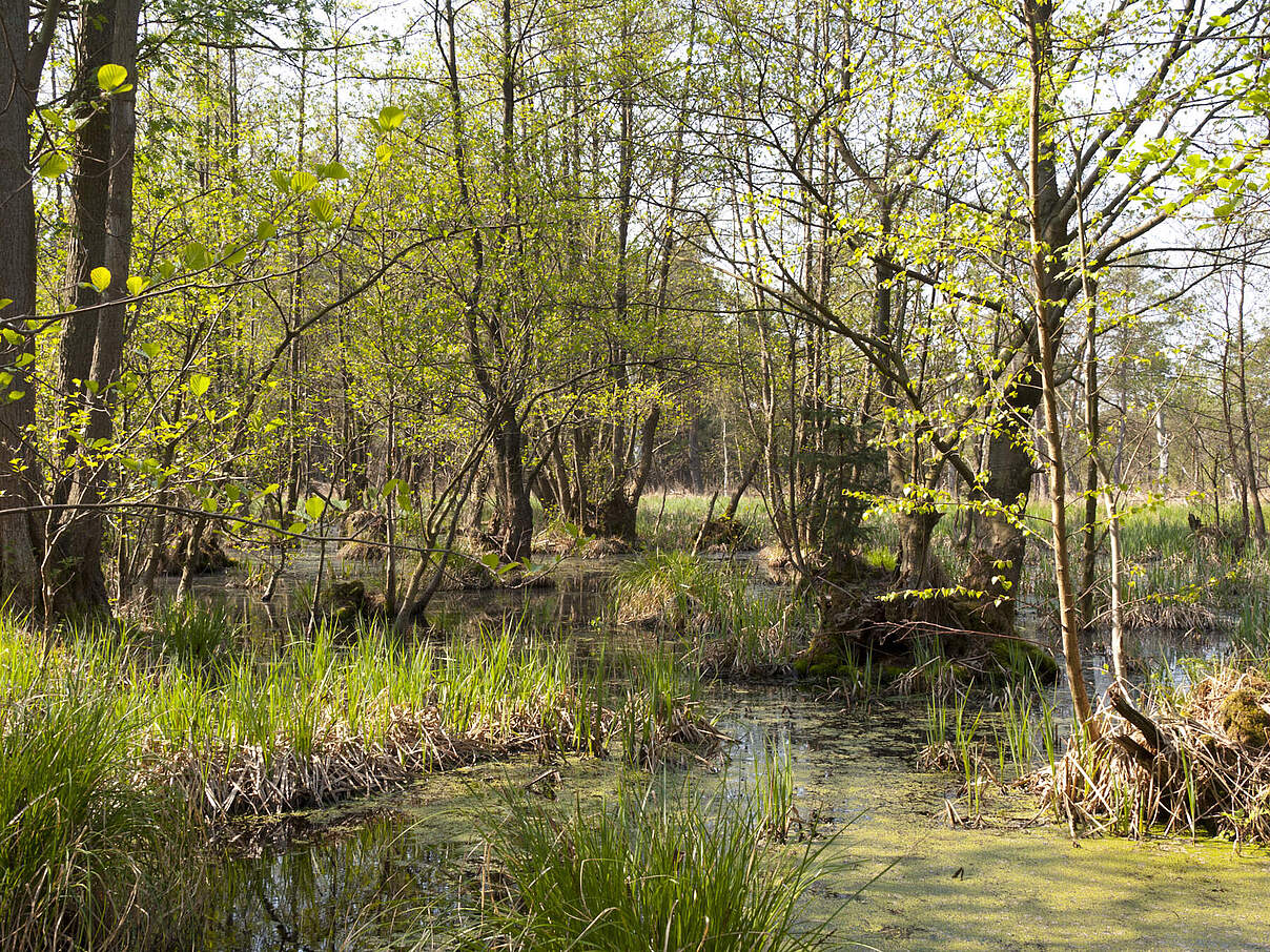 Großes Ribnitzer Moor bei Graal-Müritz 