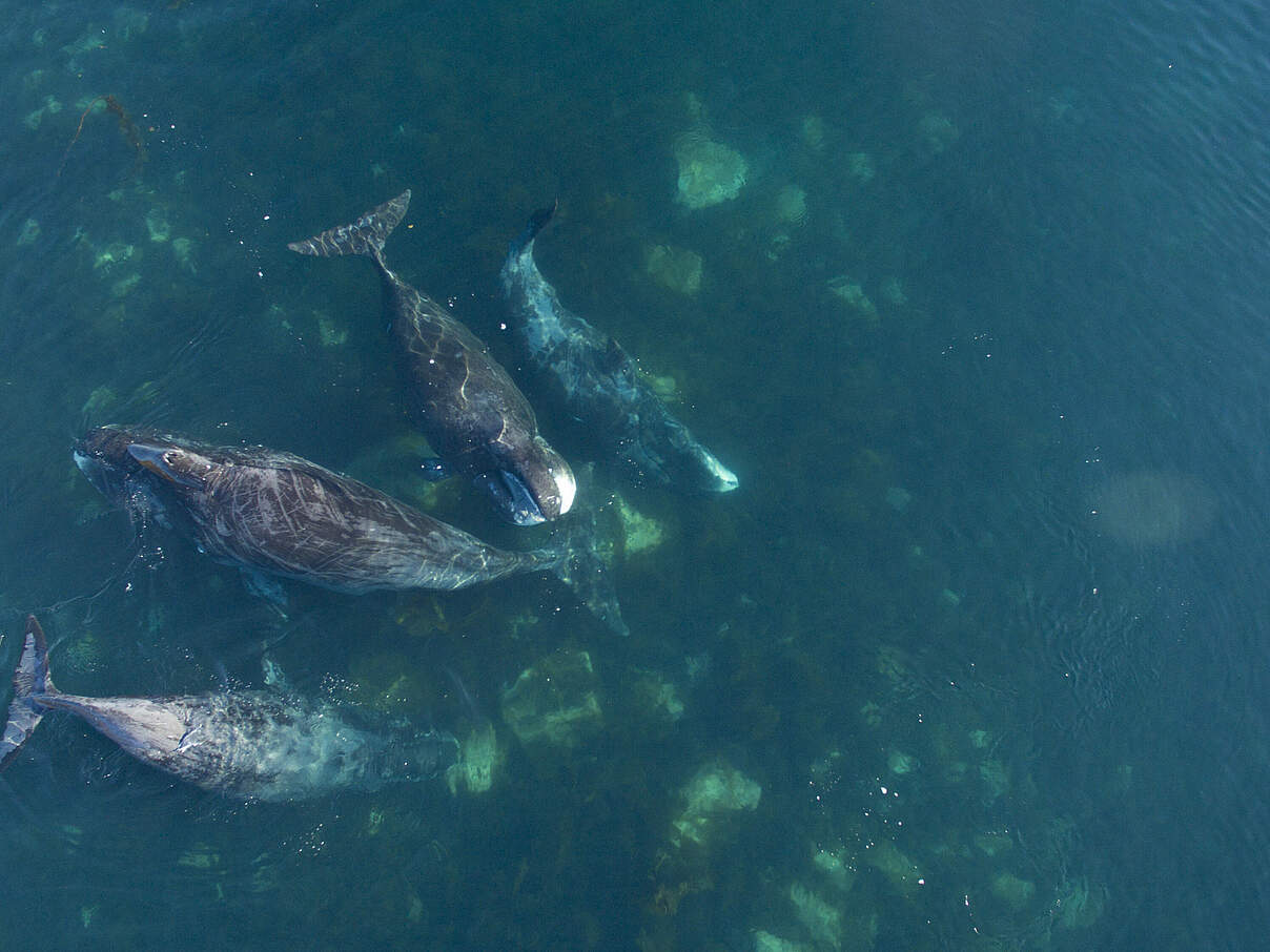 Gruppe von Grönlandwalen unter der Wasseroberfläche von oben
