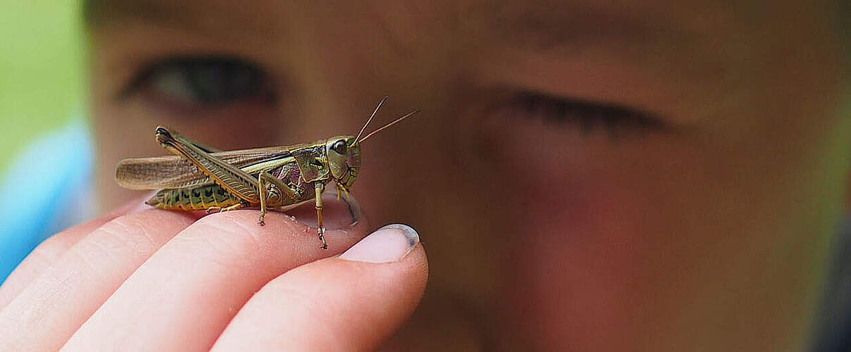 Grashüpfer auf der Hand eines Kindes