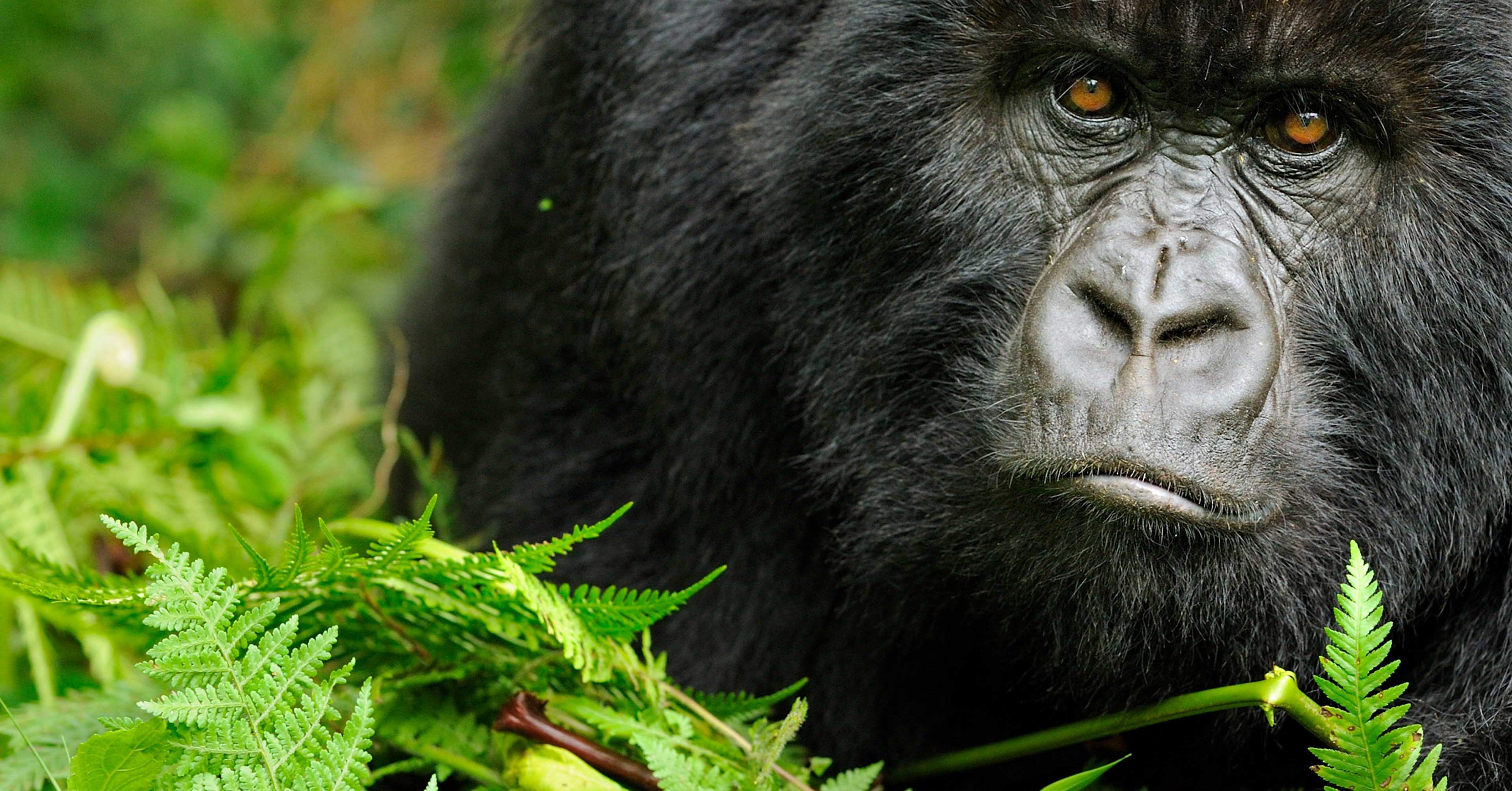 Überlebenshilfe für Gorillas