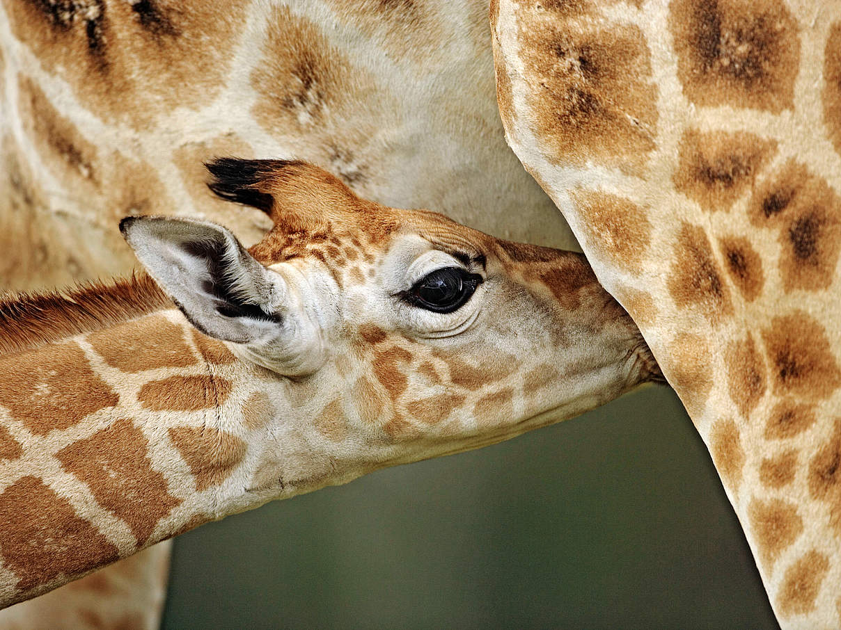Giraffen-Nachwuchs © Martin Harvey / WWF
