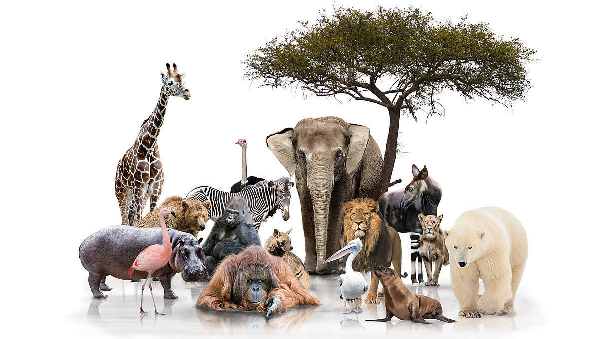 Global Protector © WWF
