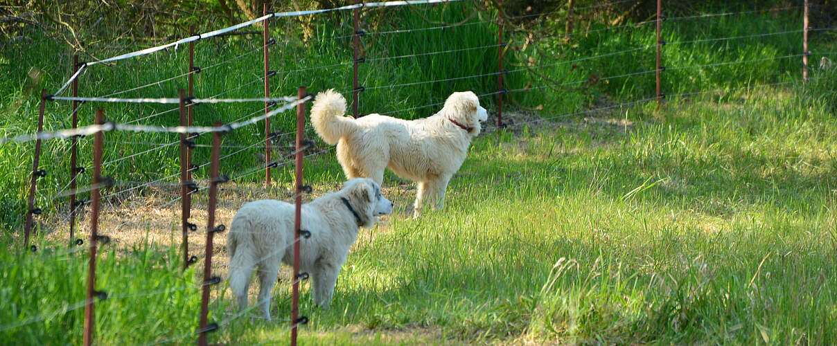 Herdenschutzhunde bei der Arbeit © Kristina Gandl / WWF