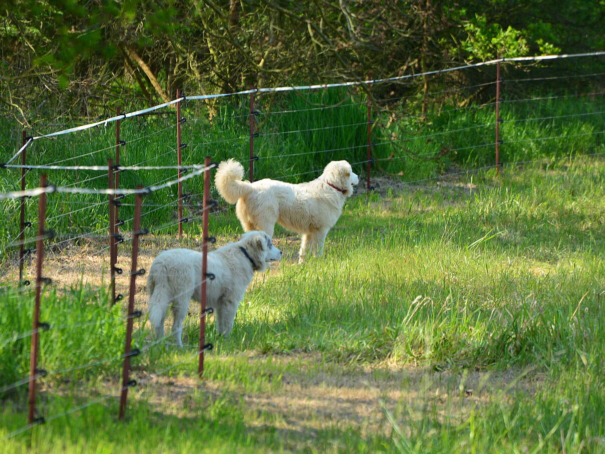 Herdenschutzhunde bei der Arbeit © Nina Gandl / WWF