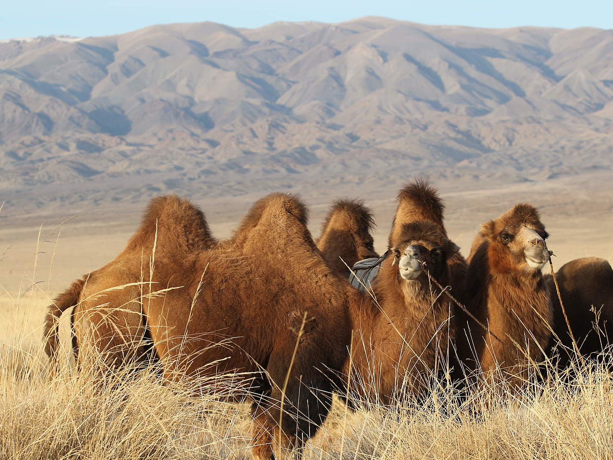 Kamele in der Mongolei © Oliver Samson / WWF