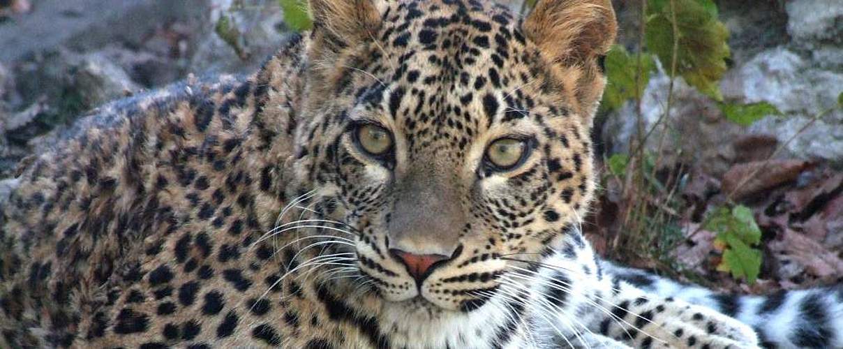 Kaukasus-Leopard © Tatyana Nemtsova / WWF