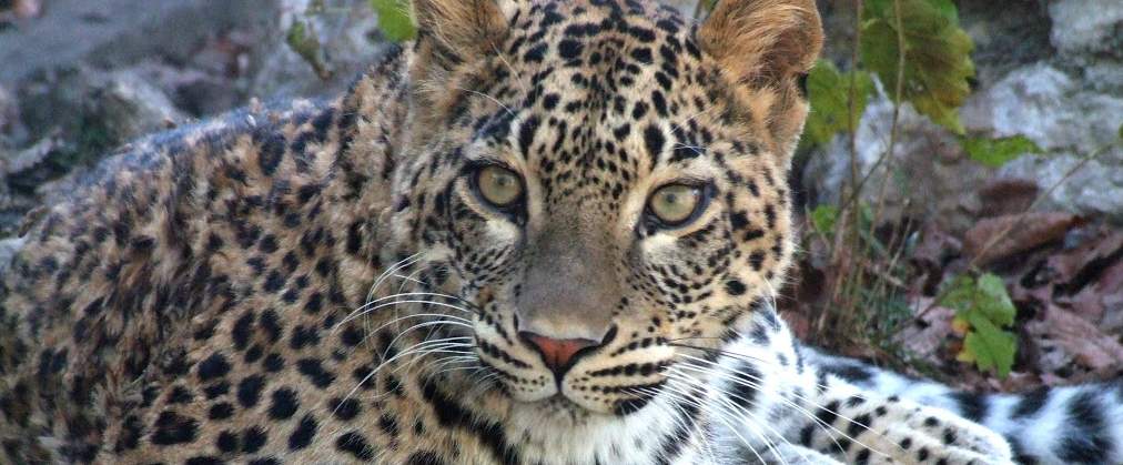 Persischer Leopard © Tatyana Nemtsova / WWF