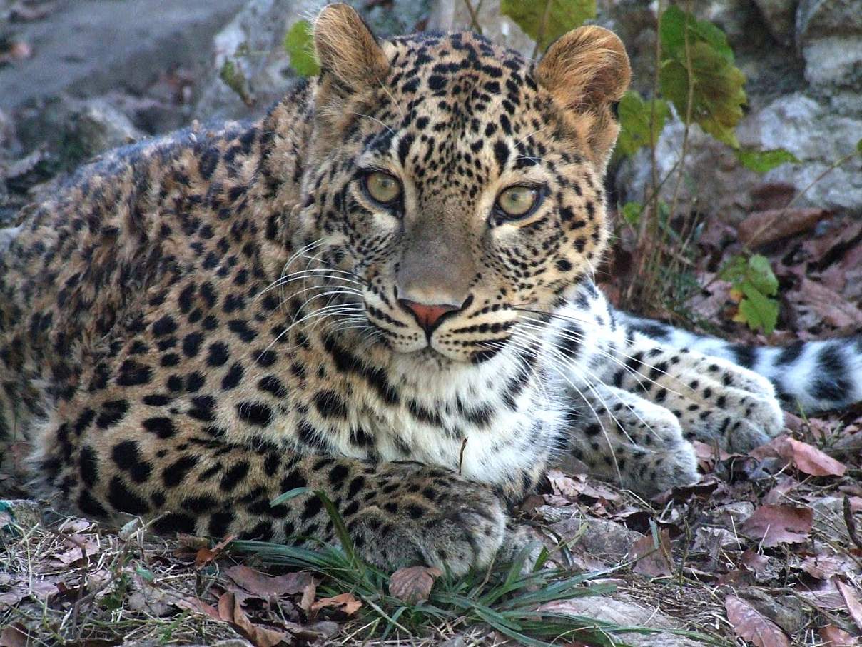 Kaukasus-Leopard © Tatyana Nemtsova / WWF