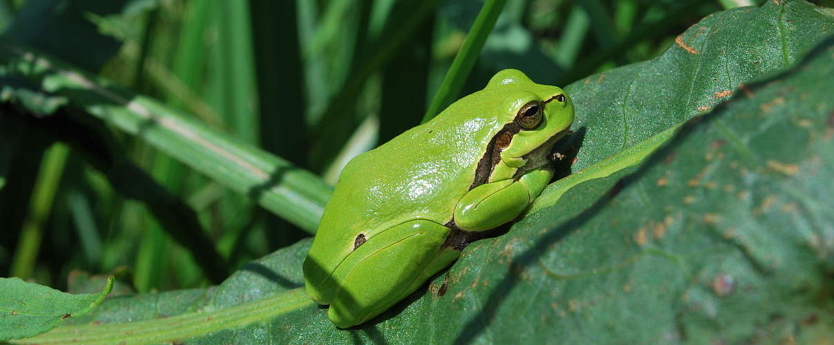 Laubfrosch © Frank Gottwald