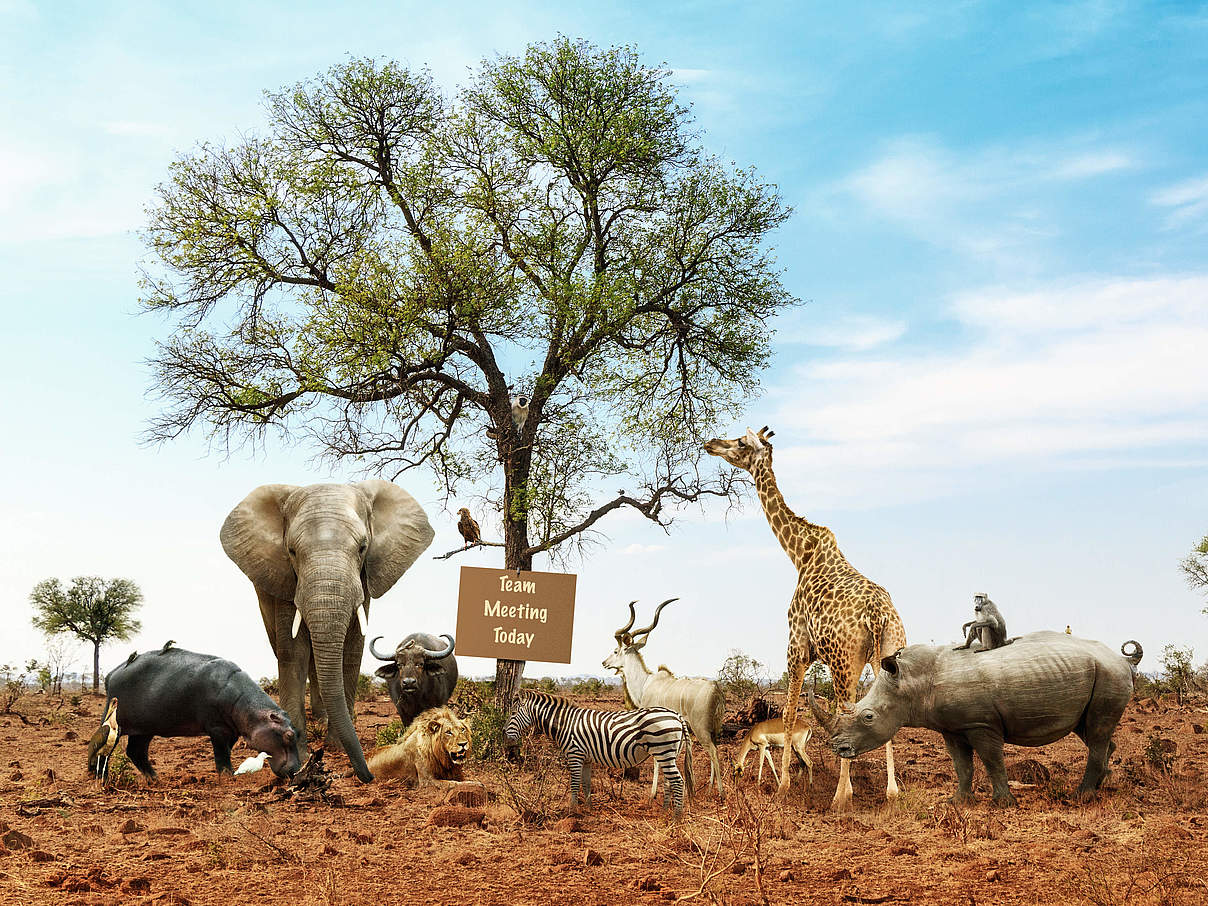 Die Konferenz der Tiere – CBD-Konferenz © adogslifephoto/ iStock / Getty Images