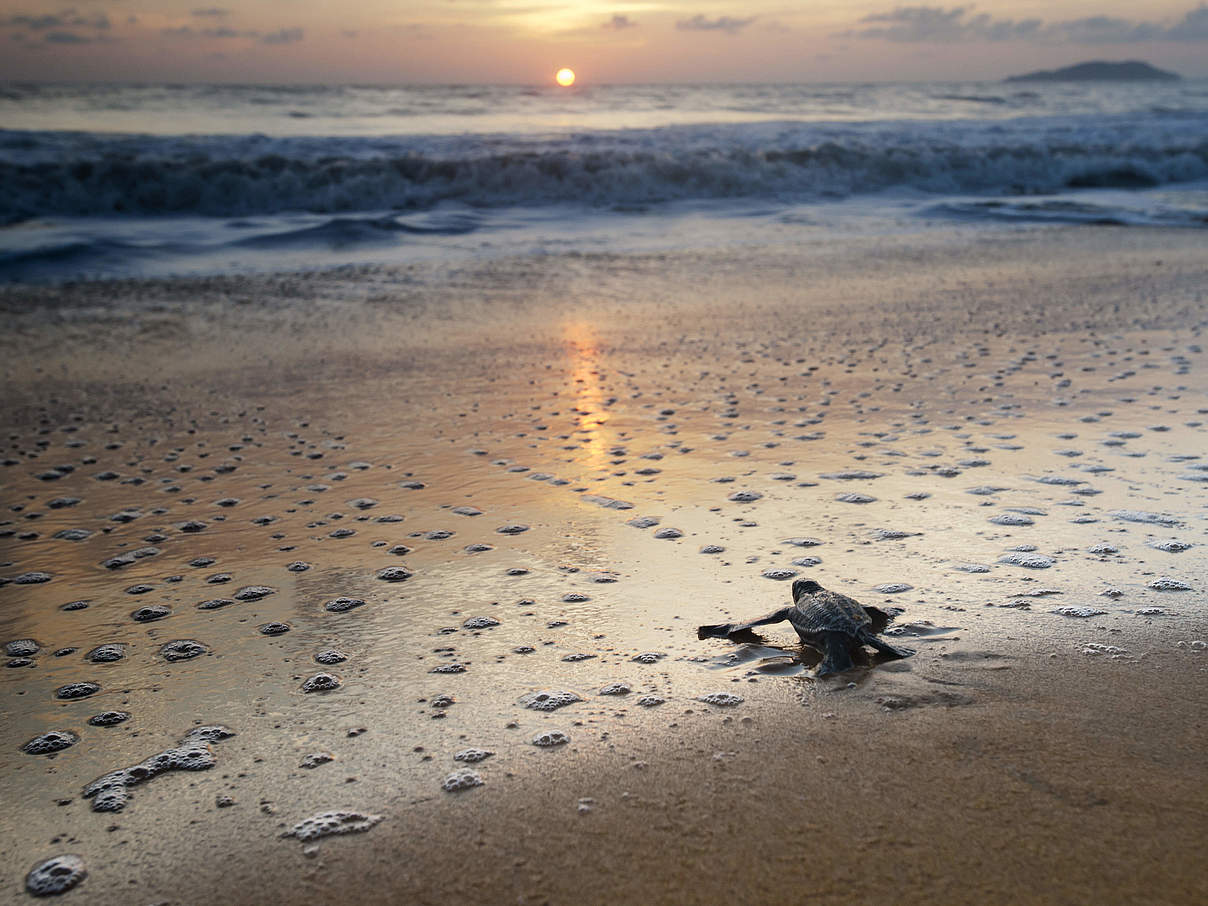 Schildkröten sind von der Klimakrise bedroht © naturepl.com / Graham Eaton / WWF