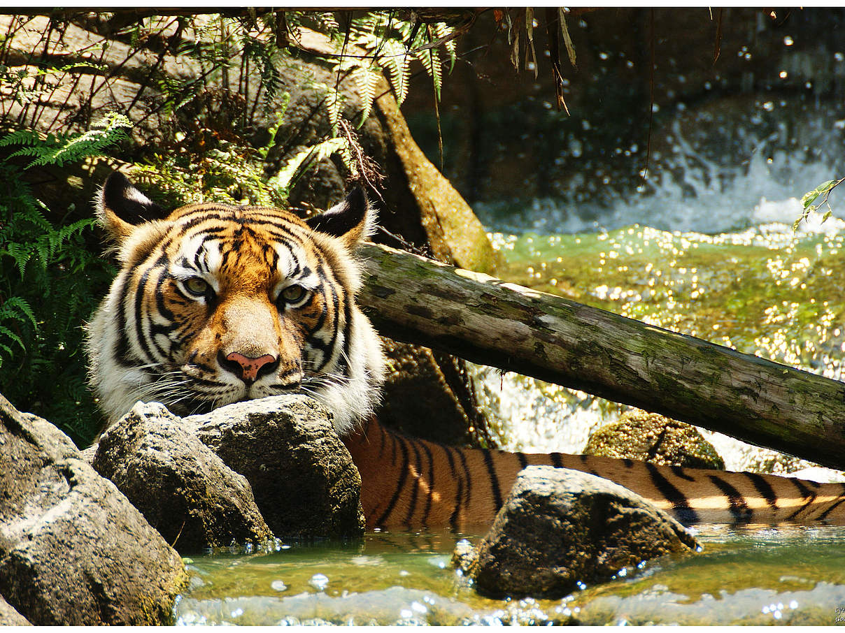Indochinesischer Tiger © Choong Joon LAI / WWF-Greater Mekong Indochinesischer Tiger © Choong Joon LAI / WWF-Greater Mekong
