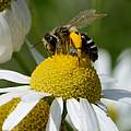 Wildbiene auf Kamille © Frank Gottwald