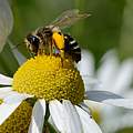 Wildbiene auf Kamille © Frank Gottwald