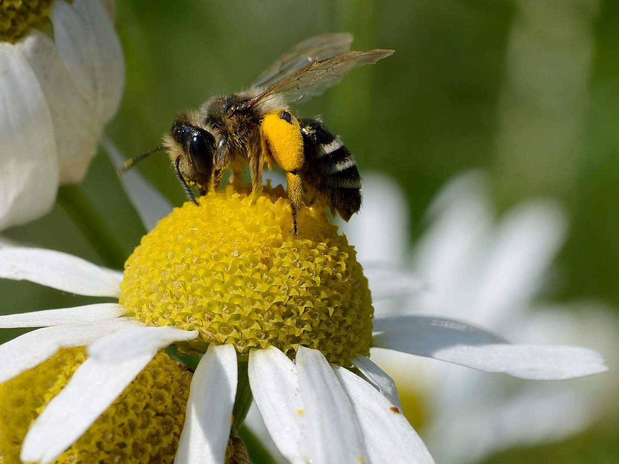 Wildbiene auf Kamille © Frank Gottwald