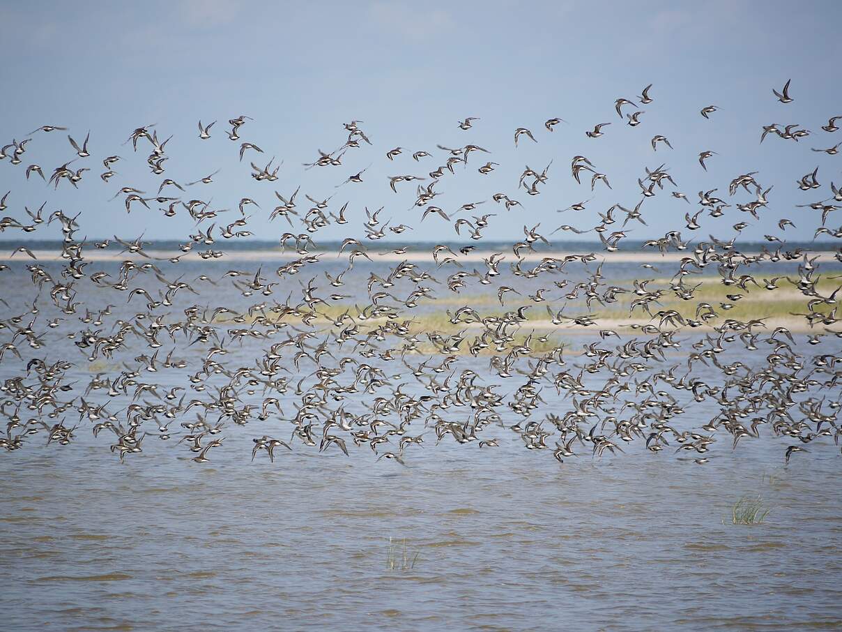 Ein Schwarm Alpenstrandläufer auf Spiekeroog