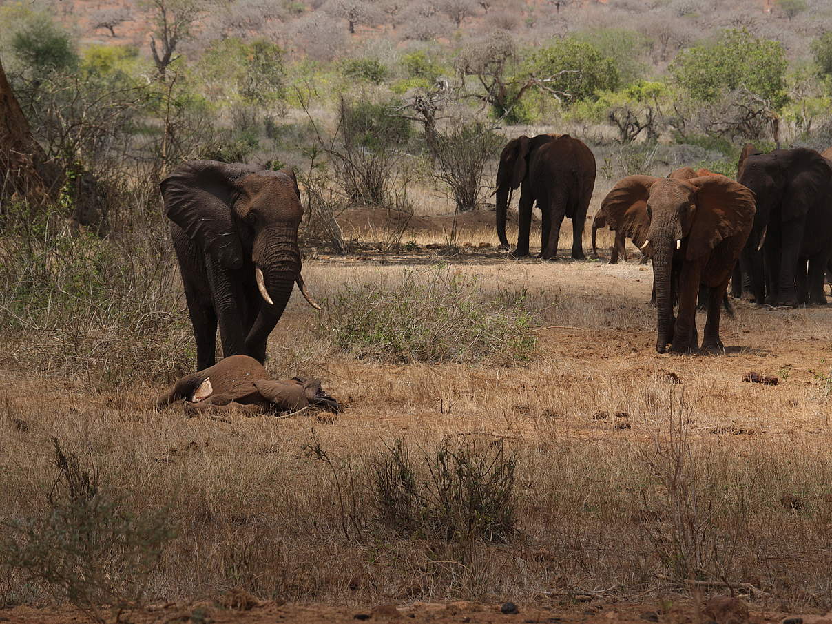 Trauriger Moment: Eine Elefantenfamilie und die Mutter trauern um ein Junges © WWF Kenia
