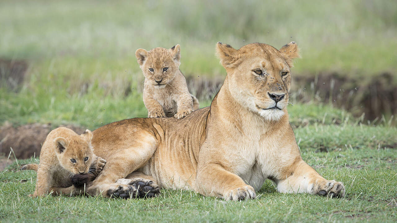 Löwin mit Jungtier 