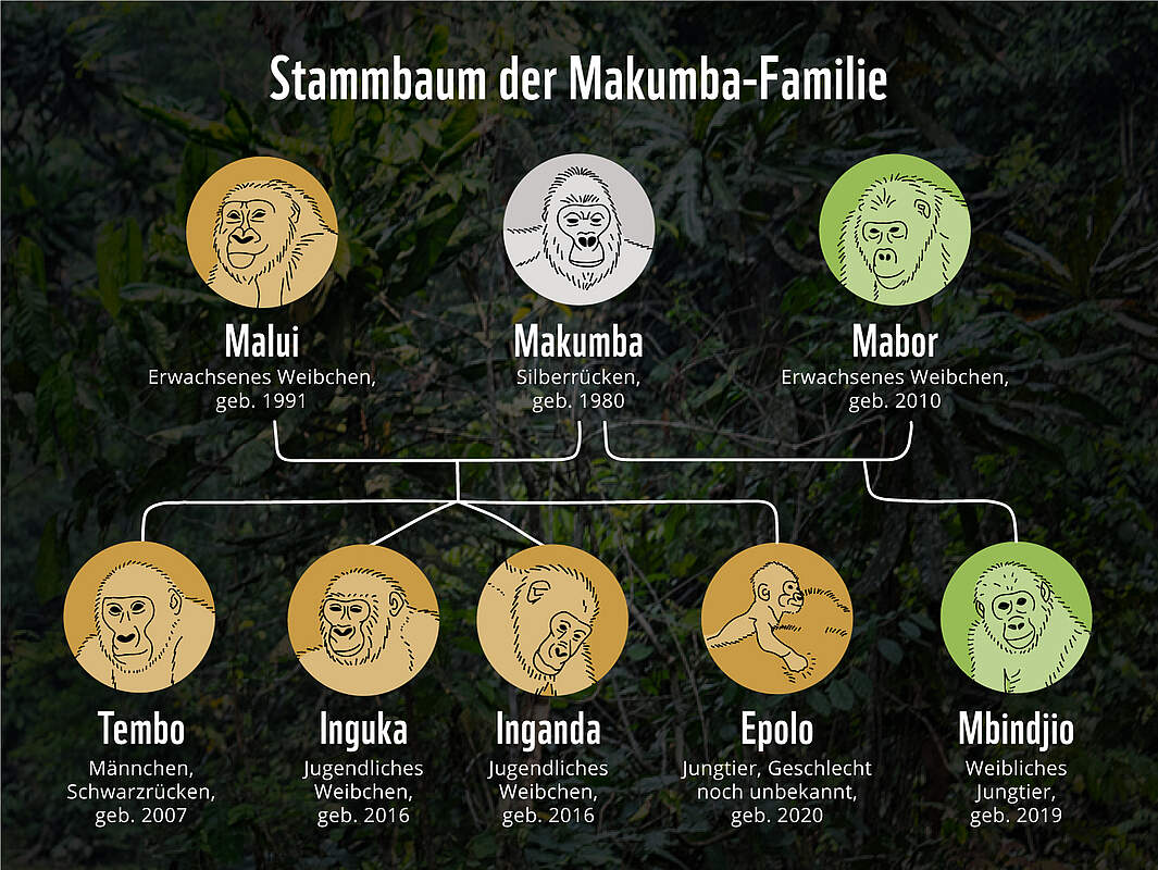 Stammbaum der Makumba Gruppe © WWF