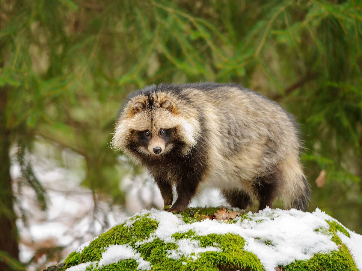 Marderhund: Wildhund in Deutschland © Getty Images / iStock / sduben