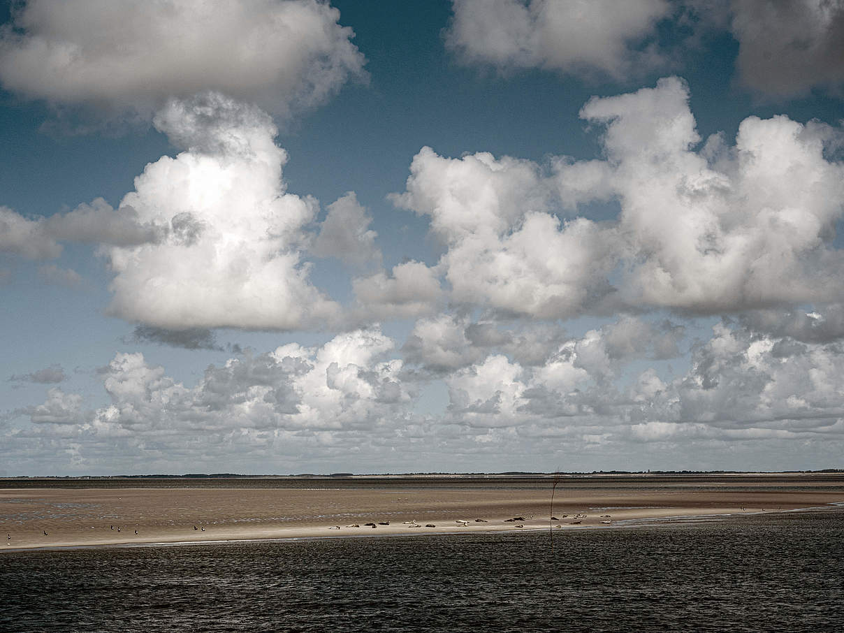 Wattenmeer Küste © Claudi Nir / WWF
