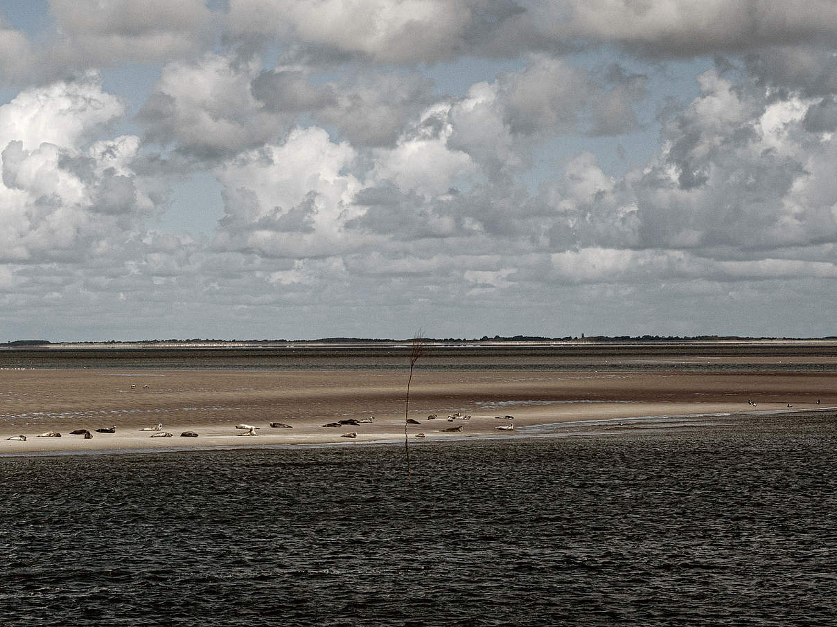 Wattenmeer Küste © Claudi Nir / WWF