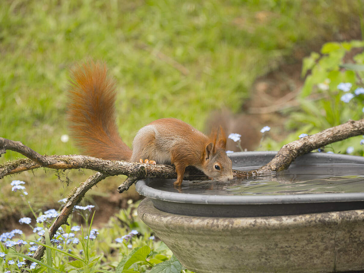 Eichhörnchen an einer Wasserstelle
