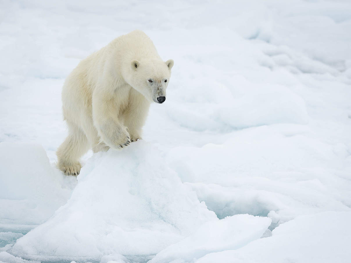 Ein Eisbär steht auf einer Eisscholle © Richard Barrett / WWF-UK