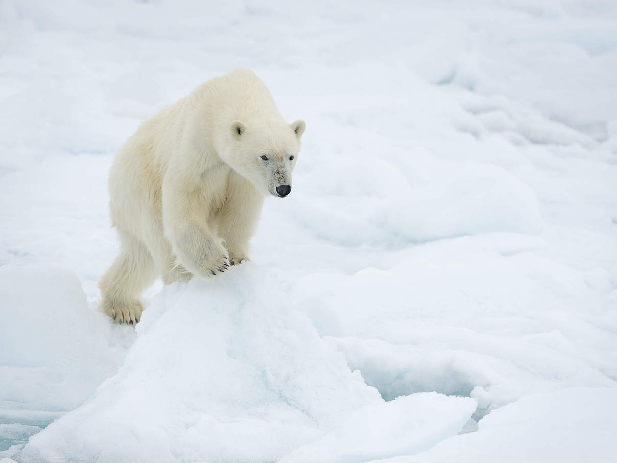 Ein Eisbär steht auf einer Eisscholle © Richard Barrett / WWF-UK