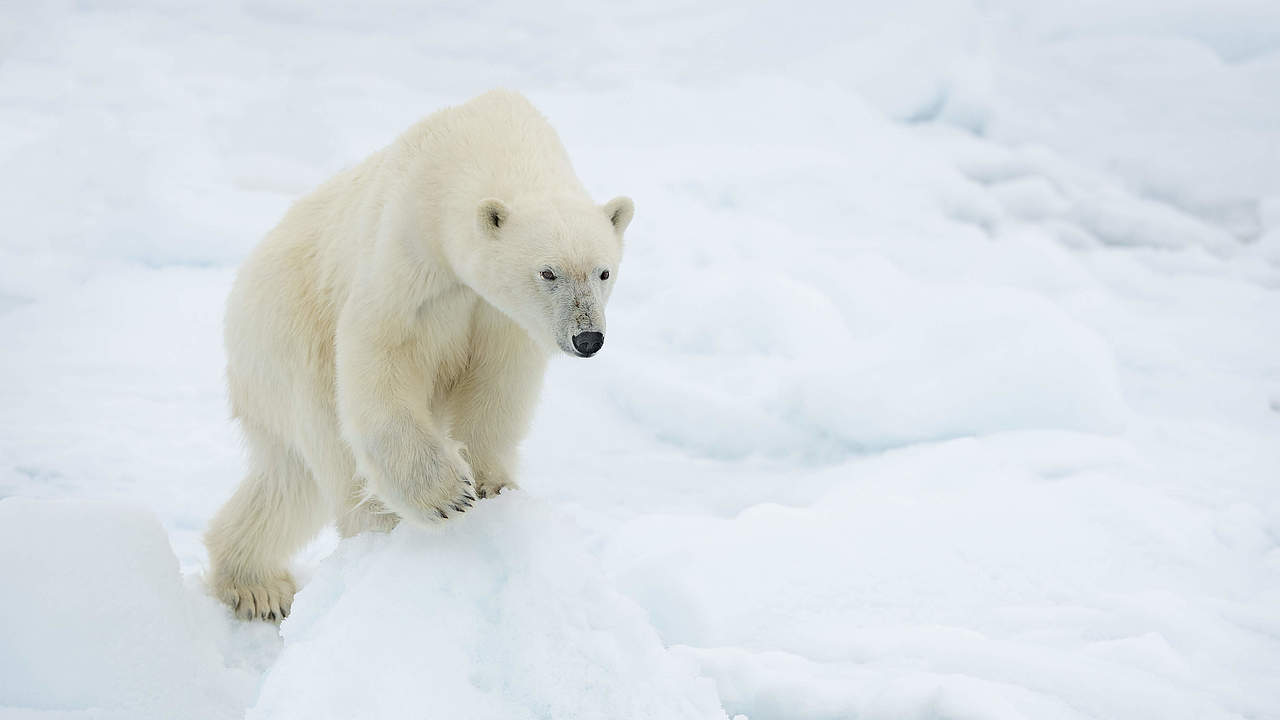 Ein Eisbär steht auf einer Eisscholle © Richard Barrett / WWF-UK
