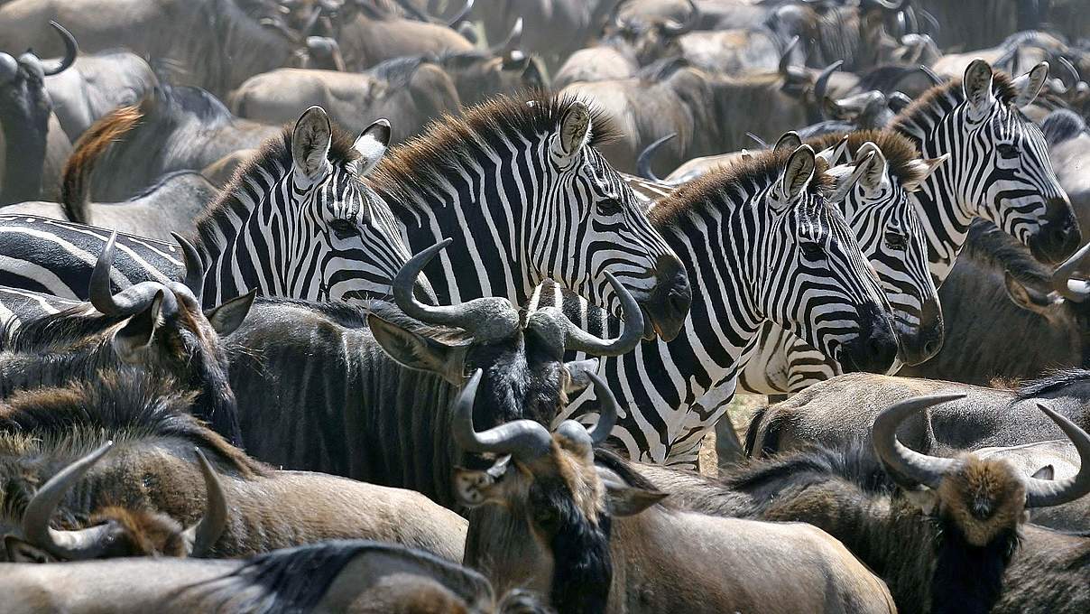 Gnus und Zebras © Shelley Lance-Fulk 