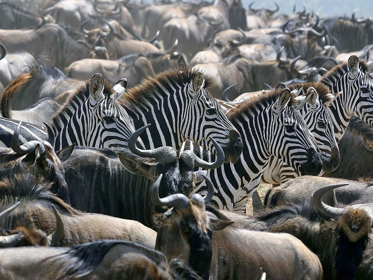 Gnus und Zebras © Shelley Lance-Fulk Gnus und Zebras © Shelley Lance-Fulk