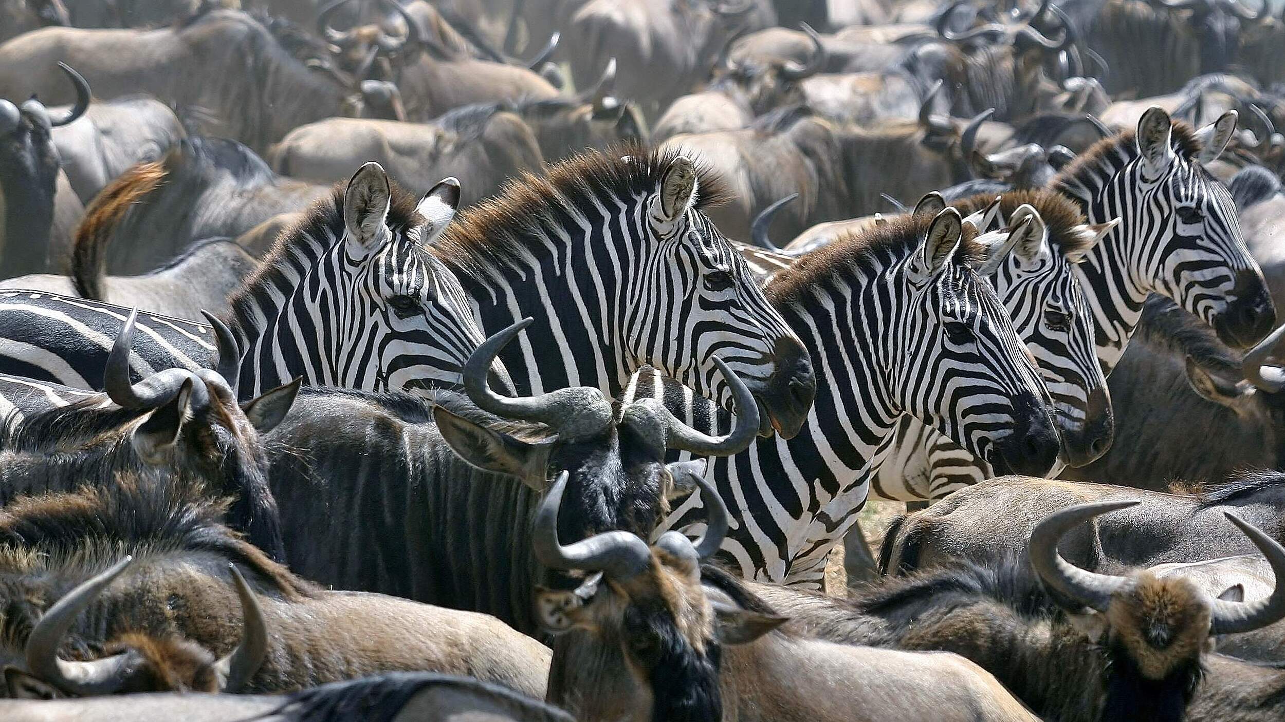 Gnus und Zebras © Shelley Lance-Fulk 