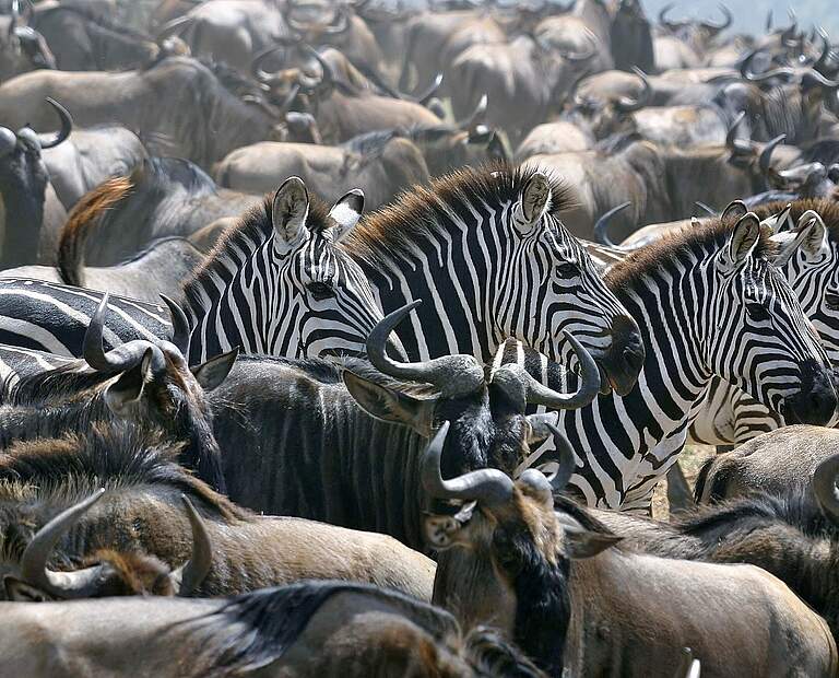 Gnus und Zebras © Shelley Lance-Fulk 