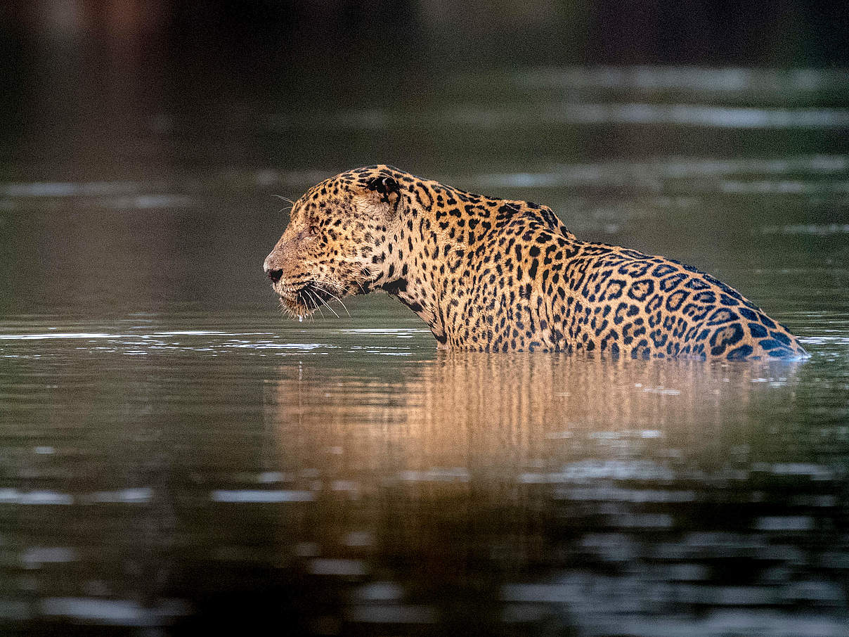Jaguar durchquert einen Fluss © Copr. 2016 Richard Barrett