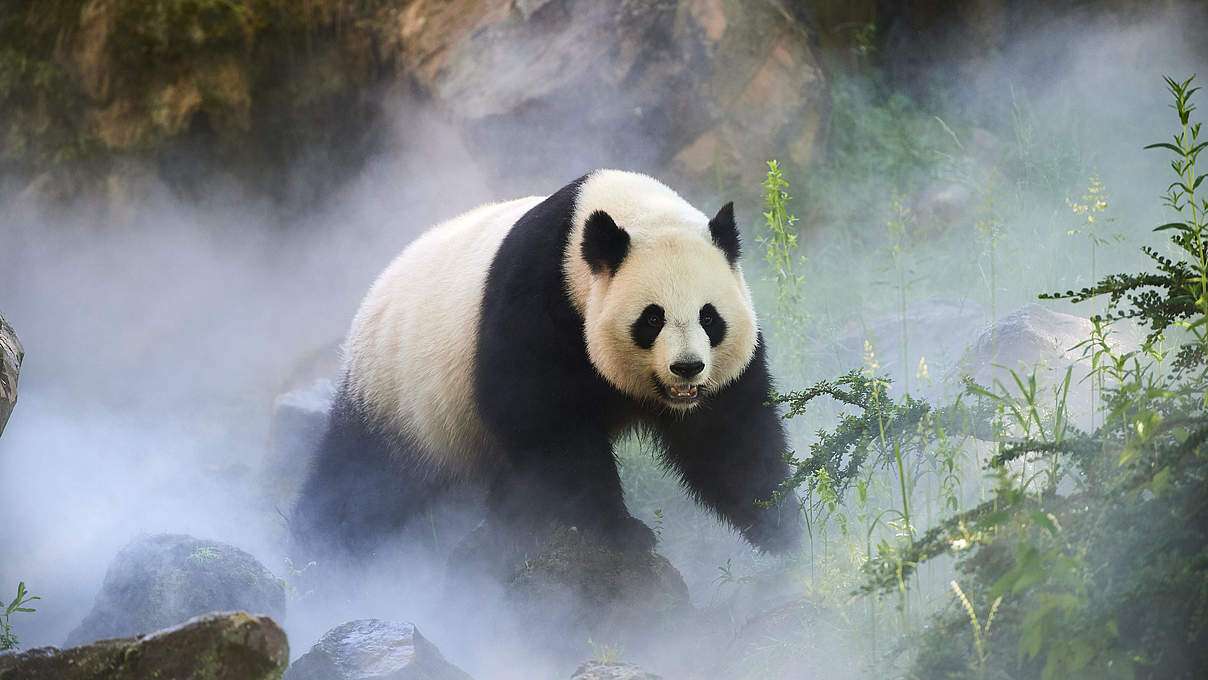 Ein weiblicher Pandabär in China © naturepl.com / Eric Baccega / WWF