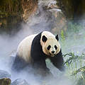Ein weiblicher Pandabär in China © naturepl.com / Eric Baccega / WWF
