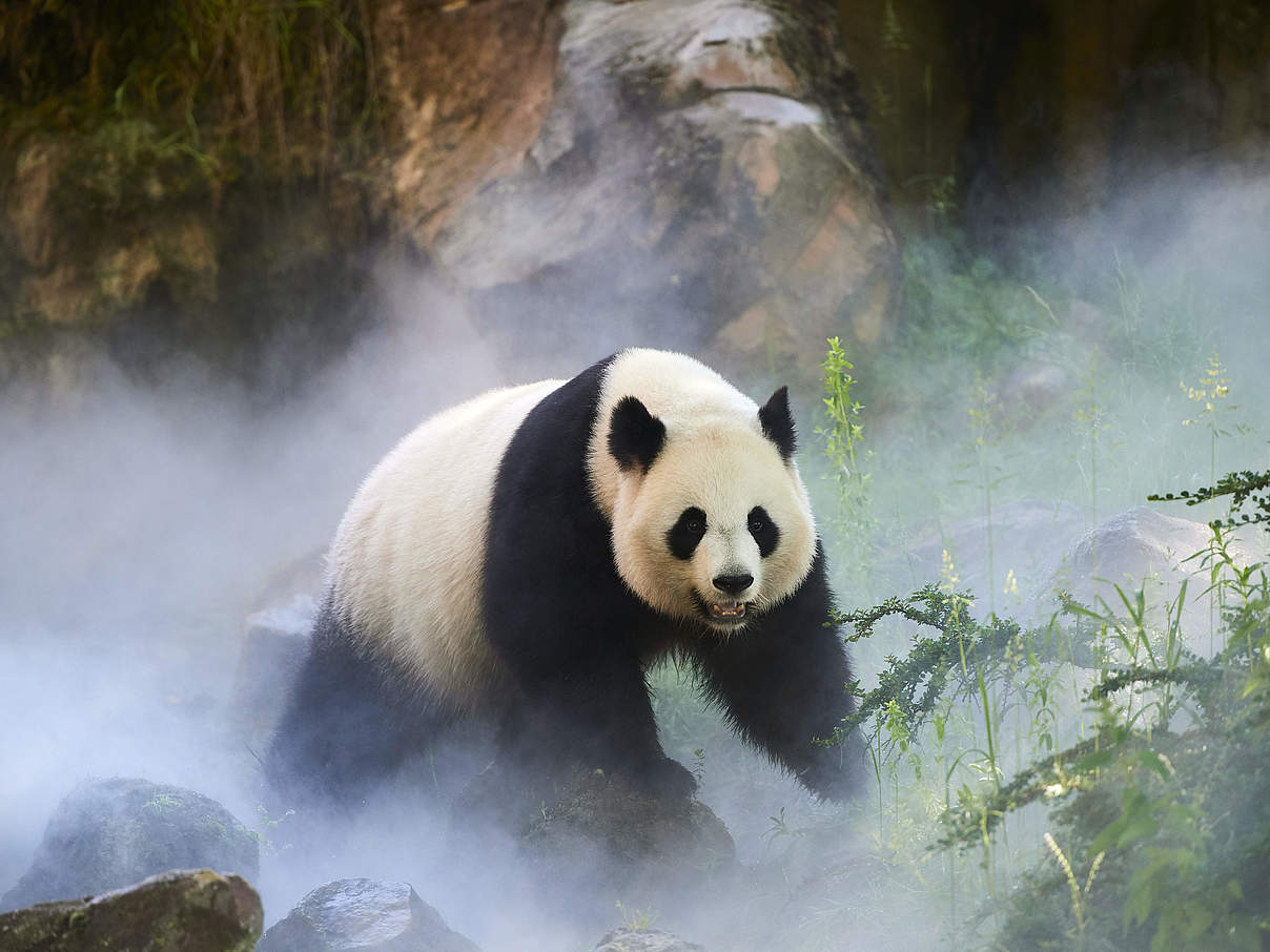 Ein weiblicher Pandabär in China © naturepl.com / Eric Baccega / WWF
