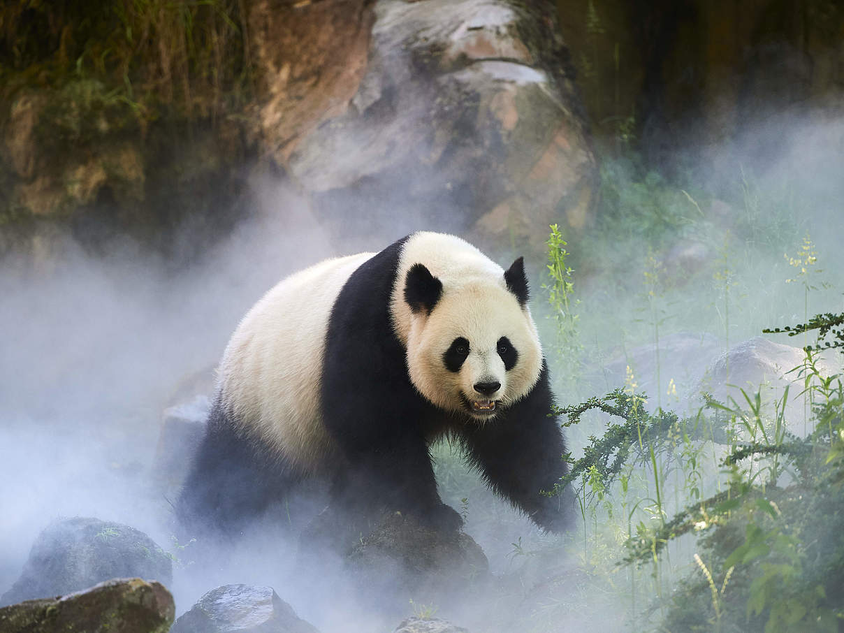 Ein weiblicher Pandabär in China © naturepl.com / Eric Baccega / WWF Ein weiblicher Pandabär in China © naturepl.com / Eric Baccega / WWF