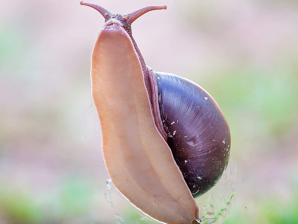 Schnecke gleitet Glasscheibe hinauf