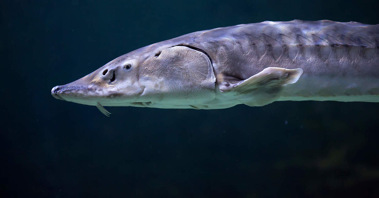 Europäische Störe im WWFArtenlexikon WWF