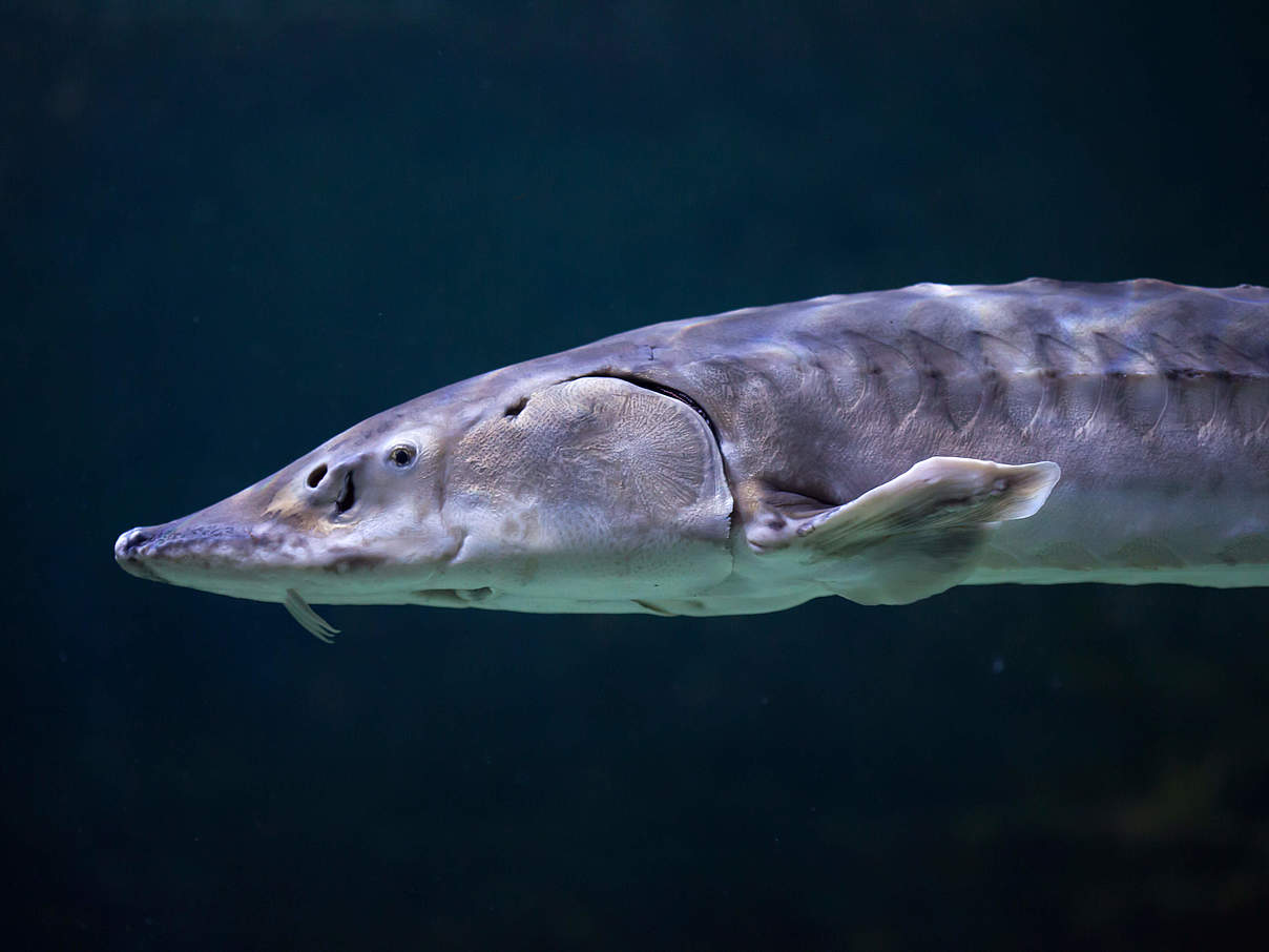 Europäischer Seestör (Acipenser sturio) © wrangel / iStock Getty Images